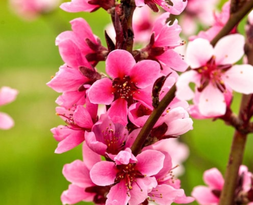 Zur Krone Gottenheim – Frühling in der Region
