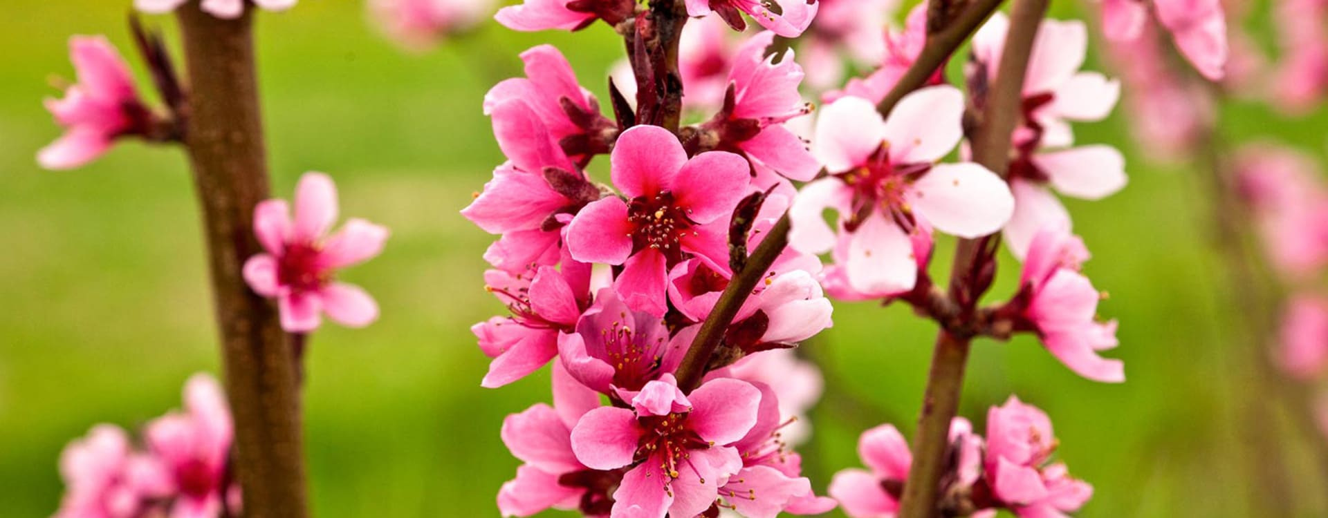 Zur Krone Gottenheim – Frühling in der Region