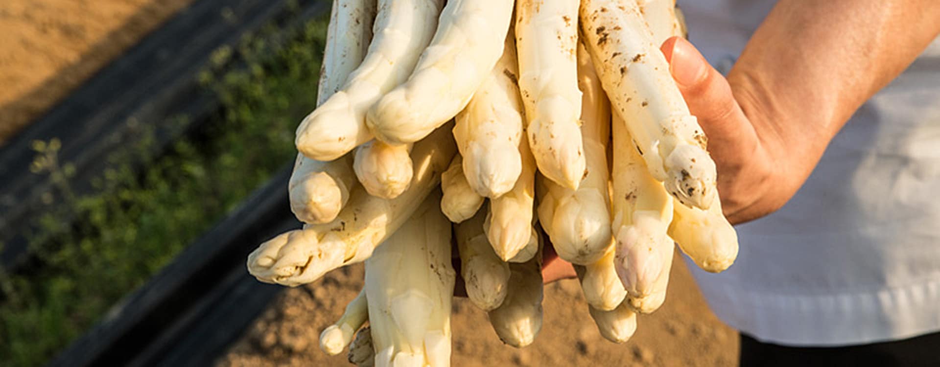 Zur Krone Gottenheim – Spargel