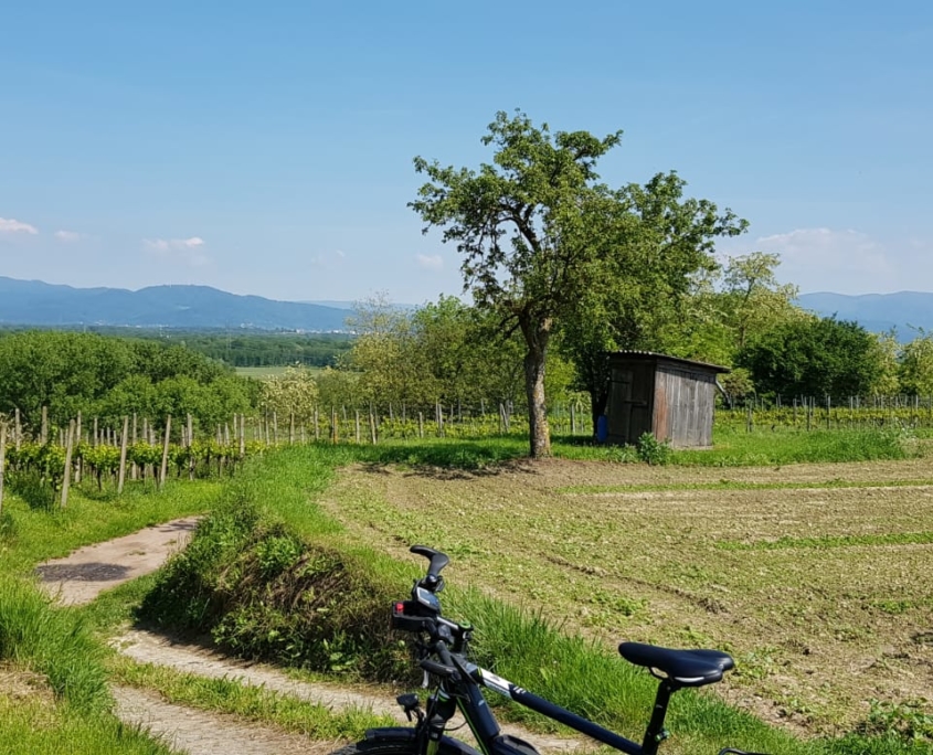 Zur Krone Gottenheim – Landschaft am Kaiserstuhl