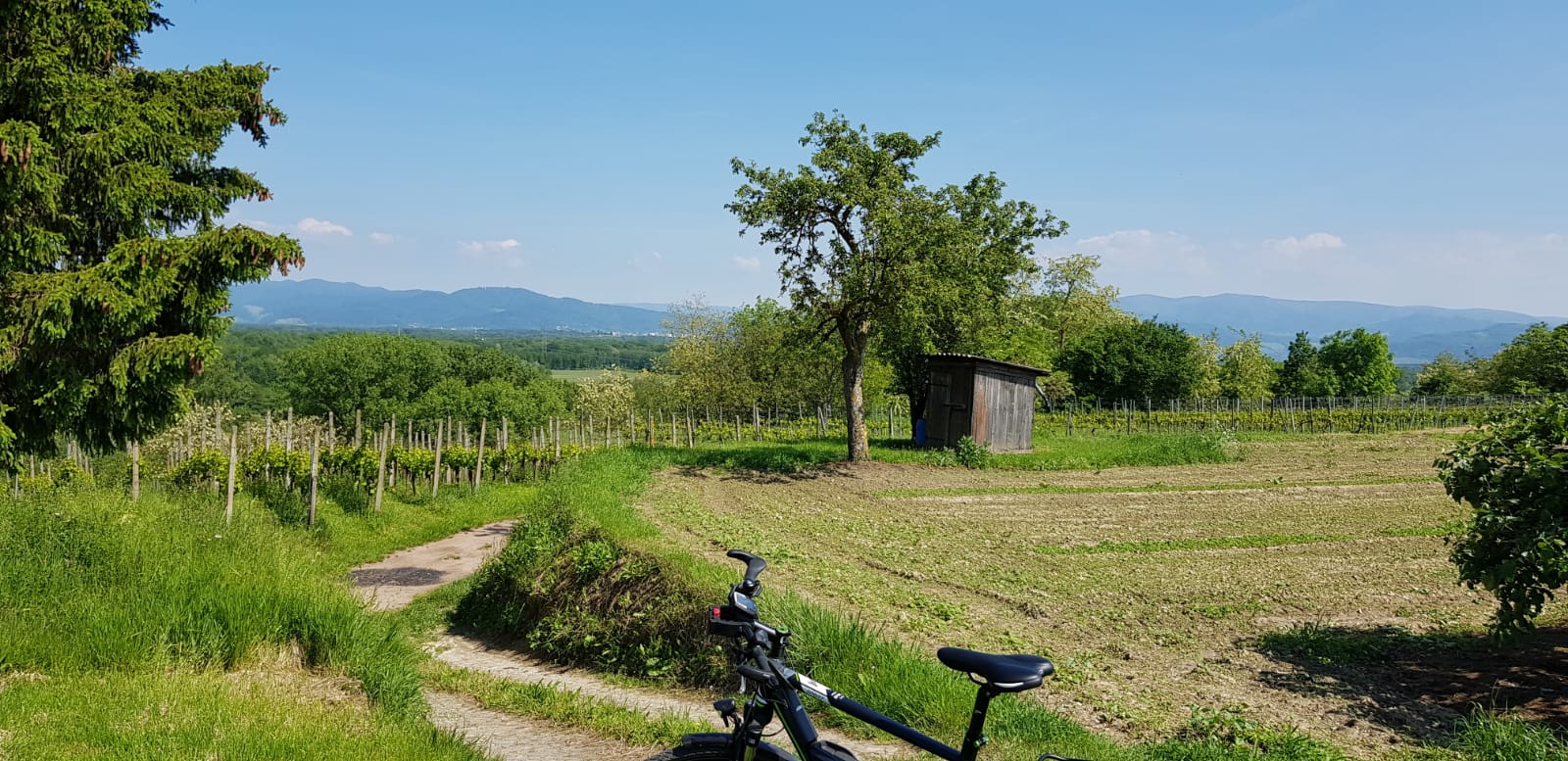 Zur Krone Gottenheim – Landschaft am Kaiserstuhl