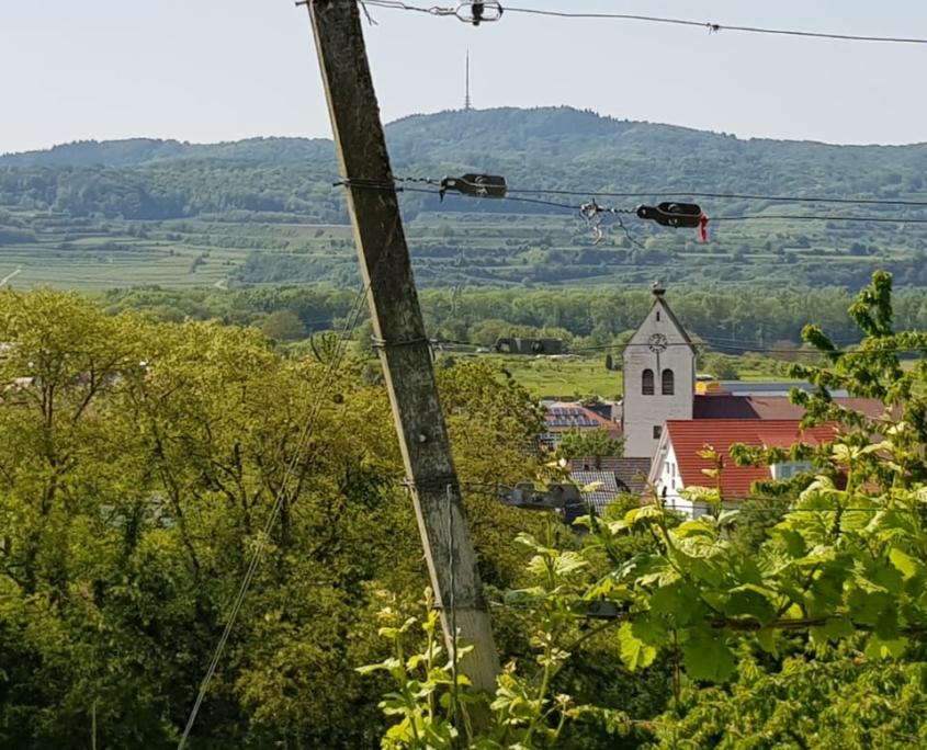 Zur Krone Gottenheim – Weinberg am Kaiserstuhl