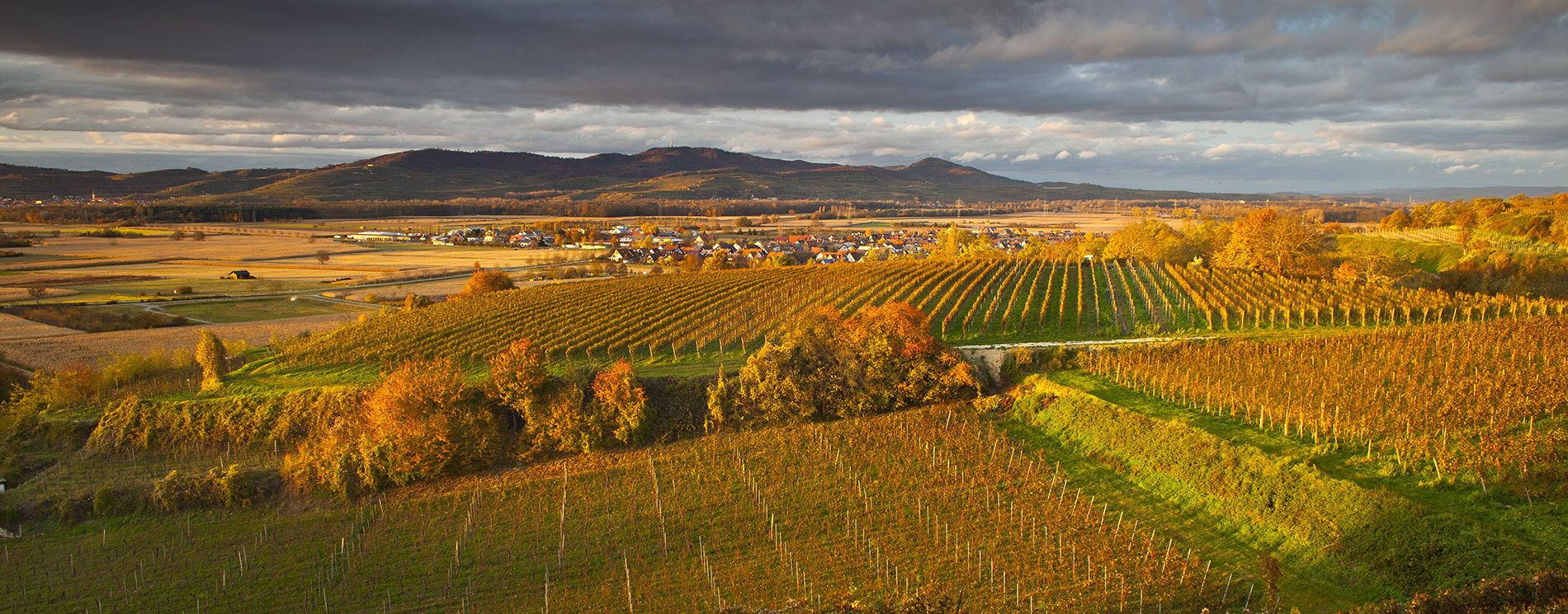 Traumhafte Landschaft, Weinberge und Kaiserstuhl